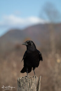 Crow On A Perch