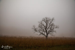 Cades Cove Lone Tree In Fog