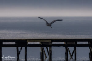 Blue Heron Skyline