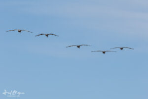 Crane Formation