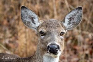 Doe Eyes