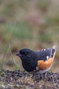 Eastern Towhee Sparrow