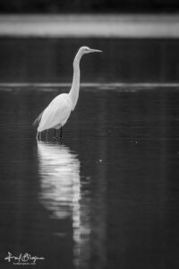 Egret Portrait