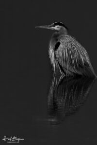 Great Blue Heron Portrait