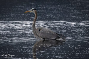 Great Blue Heron Wading