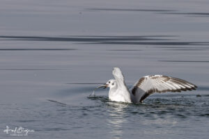 Bonaparte Gull Catch