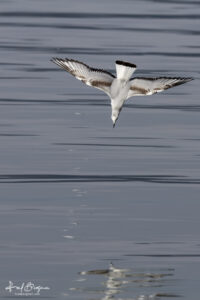 Bonaparte Gull Dive