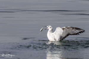 Bonaparte Gull Fishing