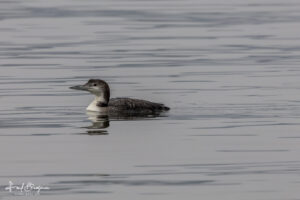 Lone Loon