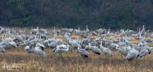 Migrating Sandhill Cranes