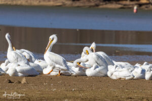 Pelican Brood