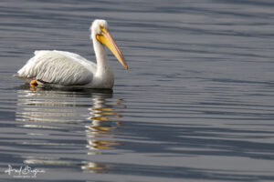 Pelican Portrait