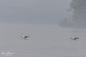 Pelicans Coasting