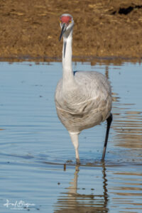 Sandhill Crane Gait