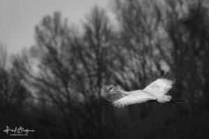 Sandhill Crane Portrait