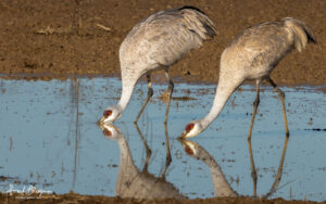 Sandhill Crane Watering Hole