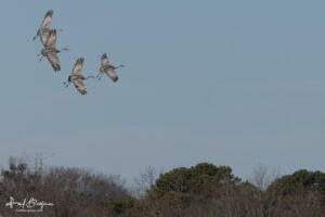 Sandhill Cranes Incoming